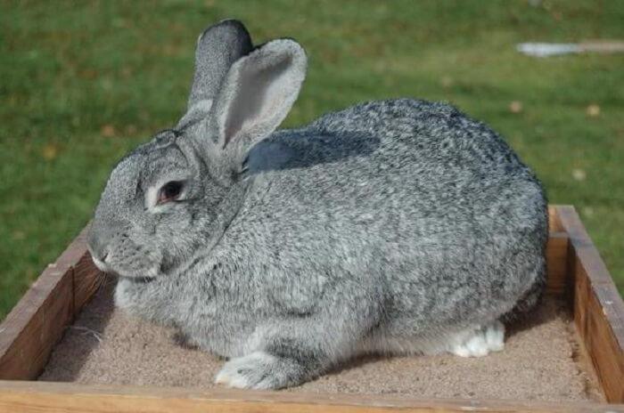 conejo gris
