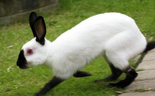 himalájsky králik
