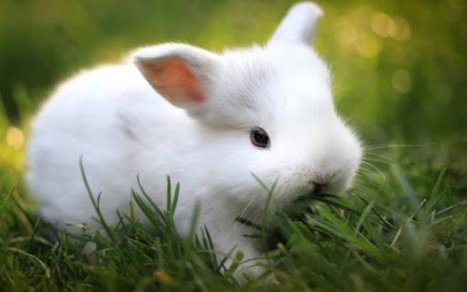 hermelin rabbit