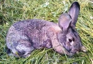 Síntomas de coccidiosis en conejos y tratamiento en el hogar, prevención.