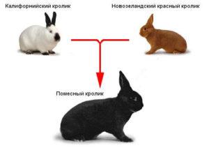 ¿Es posible y cuáles son las opciones para cruzar diferentes razas de conejos, tabla