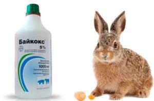 sobre el uso de Baykoks para conejos, composición y vida útil