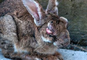 أعراض الورم المخاطي في الأرانب وطرق علاج المرض في المنزل