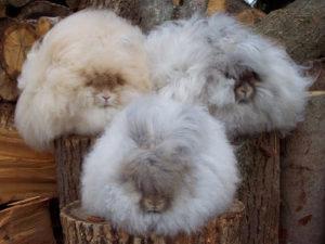 Descripción y características de los conejos de angora, reglas de mantenimiento.