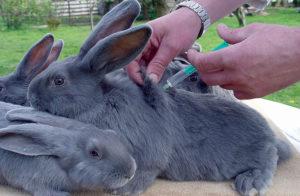 Pravila cijepljenja zečeva kod kuće i kada se cijepiti