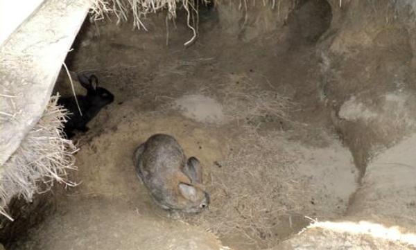 chov králikov v jame