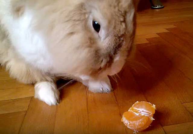 mandariner för kaniner