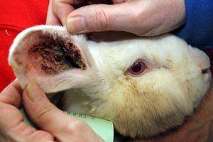 Známky ušných roztočov u králikov a domáca liečba