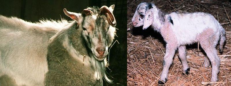 Опис и карактеристике хибрида козе и овце, карактеристике садржаја