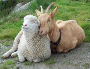 Ožkos ir avies aprašymas ir ypatybės bei šių gyvūnų skirtumas