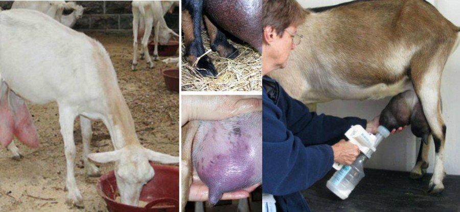 Ką daryti su ožkos tešmens edema po gimdymo ir būklės priežastimis, gydymu