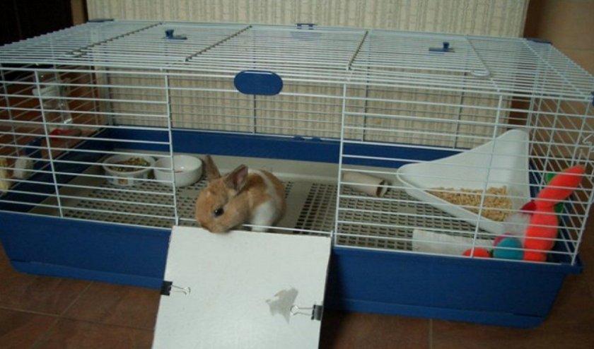 jaula de conejo