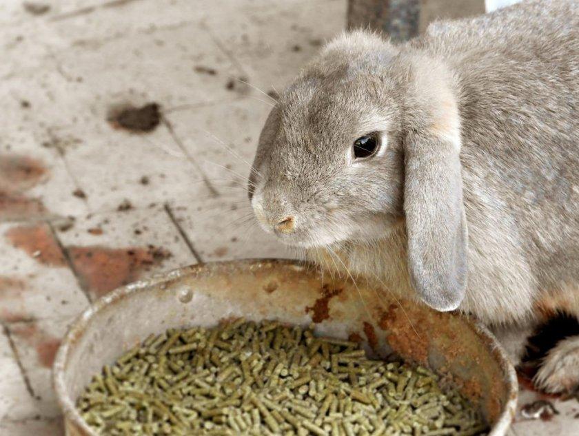 pienso compuesto para conejos