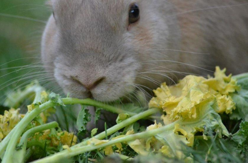 alimentación del conejo