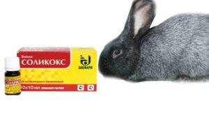 Instrucciones para el uso de Solikox para conejos, forma de liberación y análogos.