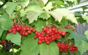 Rules, terms and schemes for pruning viburnum for beginners