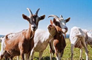 Kaip nustatyti vitaminų trūkumą ožkoms, nuo kada duoti ir dozes