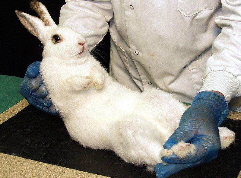 castración de conejos