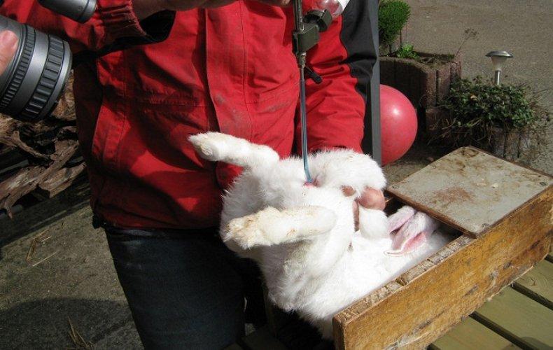 künstliche Befruchtung von Kaninchen
