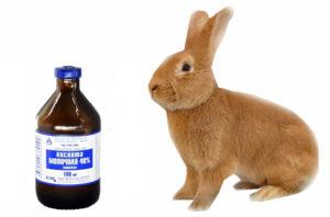 Instrucțiuni privind utilizarea acidului lactic pentru iepuri și contraindicații