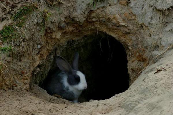 chov králikov v jame