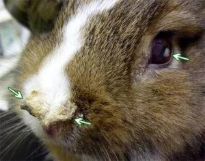 Symtom på pasteurellos hos kaniner, behandlingsmetoder och förebyggande metoder