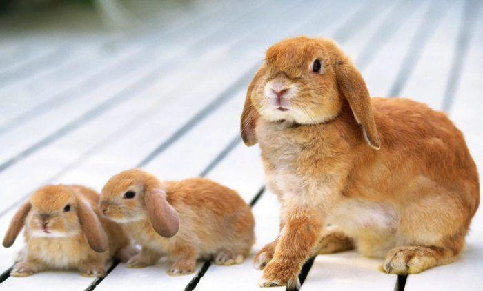 kleine Kaninchen