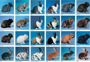 Beskrivelser af de 50 bedste kaninacer, og hvordan vi bestemmer, hvilke vi vælger at avle