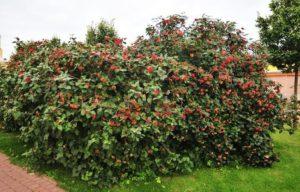Description and characteristics of the viburnum gordovina, the rules for its planting and care