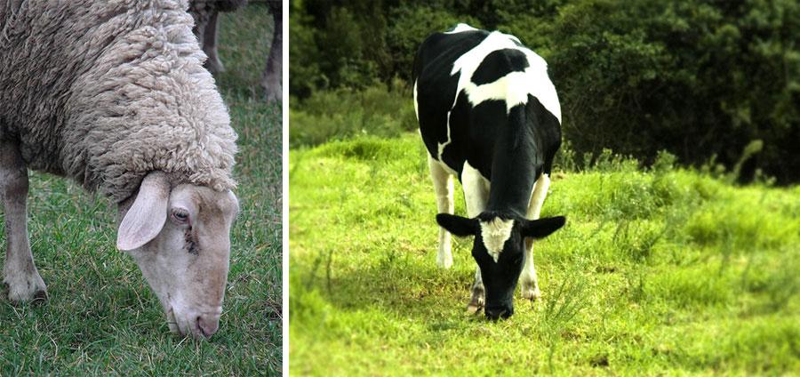 sự khác biệt giữa dê và cừu