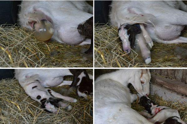 la chèvre ne quitte pas l'après-naissance