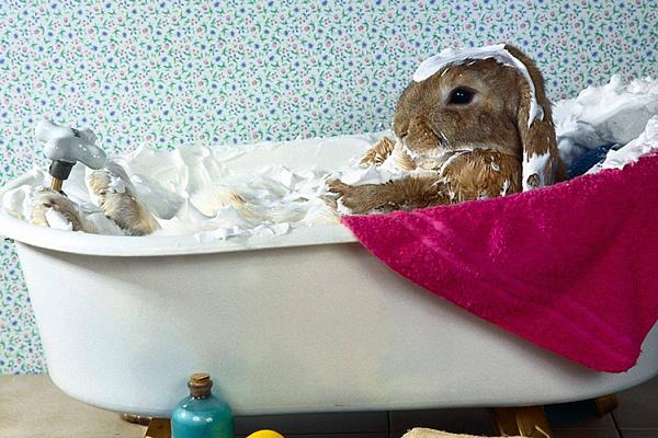 zajačik v kúpeľni