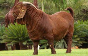 Descrizione e caratteristiche delle capre Kalakhara, regole di allevamento