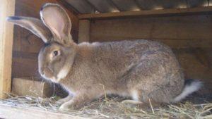 Descripción y características de los conejos de la raza Flanders, cuidados en el hogar.