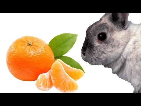 mandarines pour lapins