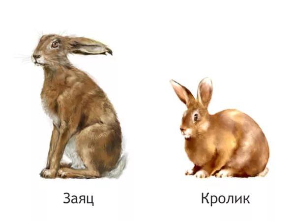 lepre e coniglio