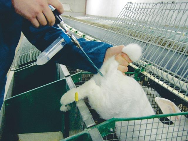 künstliche Befruchtung von Kaninchen