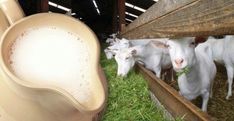 gauti ožkos pienui, nuo ko pradėti