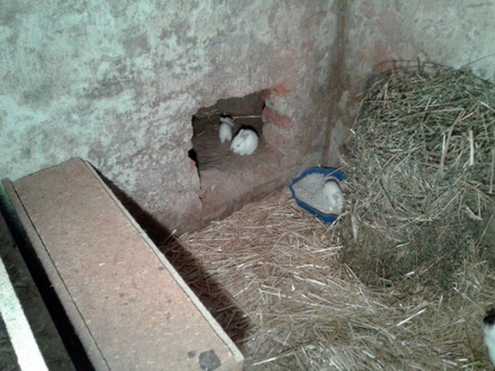 Construction à faire soi-même d'une volière pour lapins et élevage à domicile
