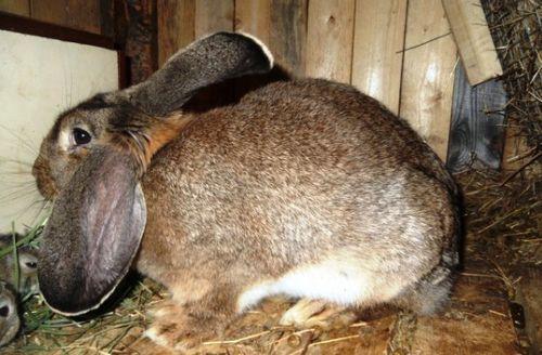 kaninens beteende före okrolen