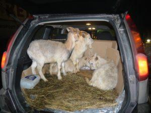 Ožkų gabenimo automobiliu būdai ir galimos problemos