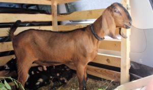 5 geriausių ožkų veislių aprašymas ir charakteristikos, jų priežiūros taisyklės