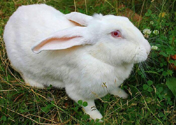 Blaze Self-respect Statistical Cel mai mare iepure din lume: rase mari și greutatea maximă a indivizilor
