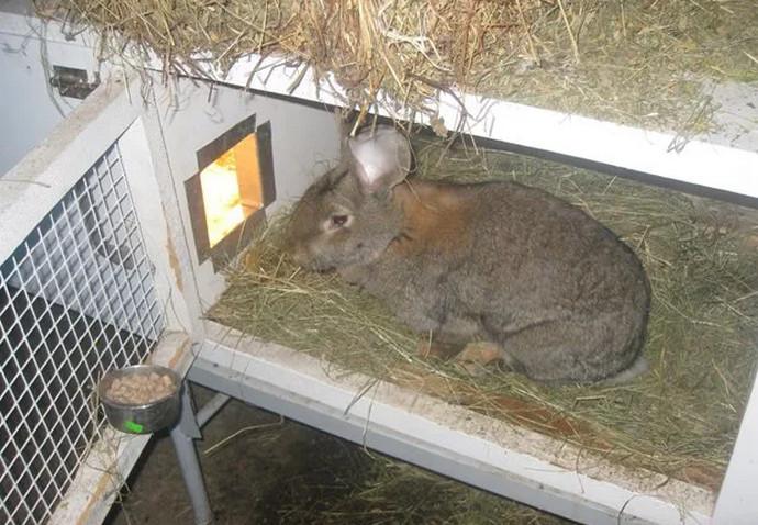 celda reina para conejos