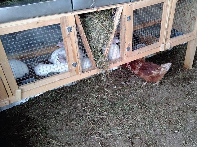 stalla per conigli