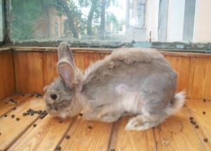 Waarom verandert een decoratieve konijnenhok, soorten vacht veranderen en verzorgen