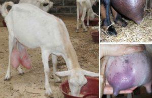 Hoe en hoe mastitis bij geiten thuis te behandelen
