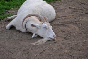 Causes et symptômes de la cétose chez les chèvres, diagnostic, traitement et prévention