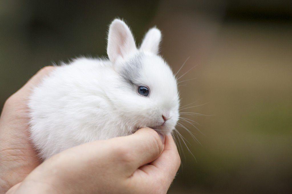pequeño conejo