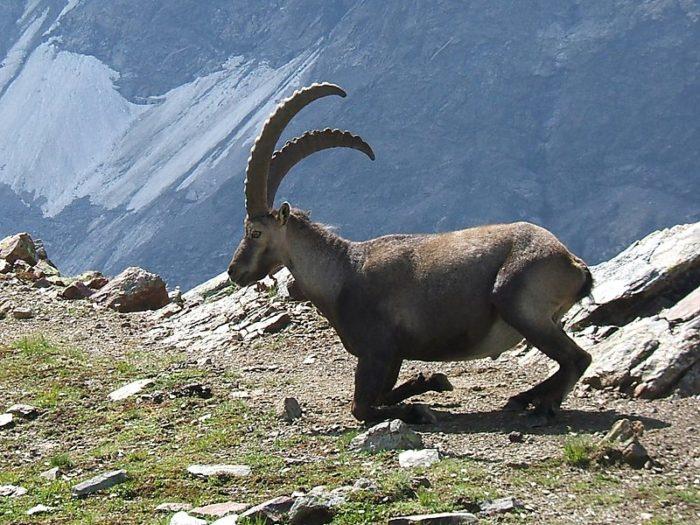 алпска планинска коза